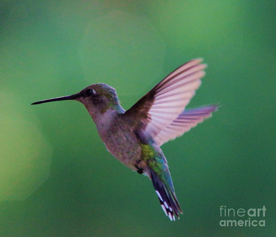 Hummingbird dreams Photograph by Jeff Swan