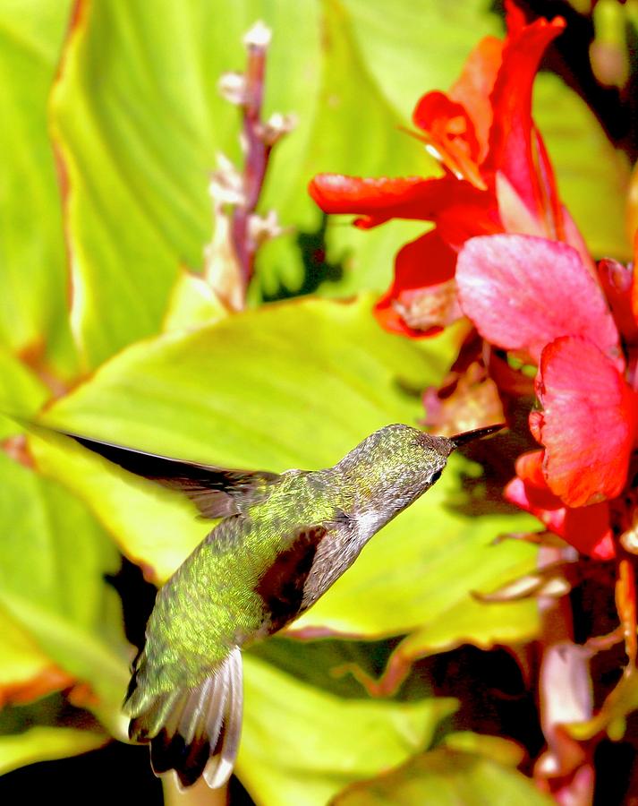 Hummingbird Photograph - Hummingbird Drink by Erin Finnegan