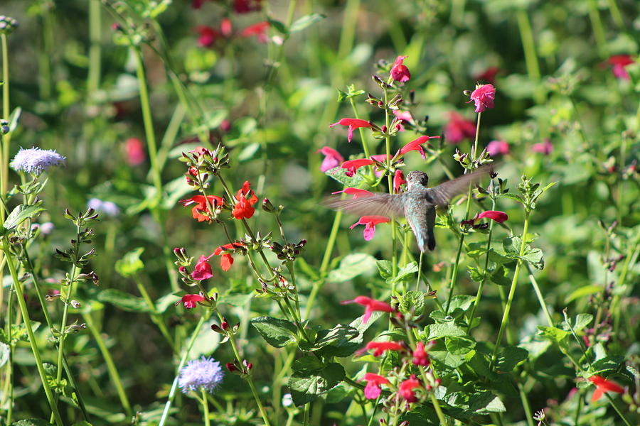 Hummingbird Drinking From Red Trumpet Vine Photograph by Colleen Cornelius