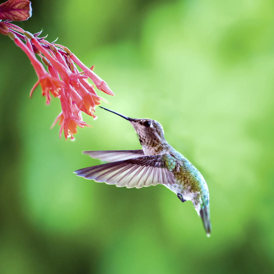 Hummingbird Drinking Nectar At Fuscia Lady Eardrop Photograph by William Bitman