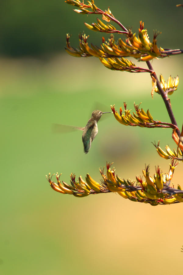 Hummingbird Drinking Nectar Photograph by Jill Reger
