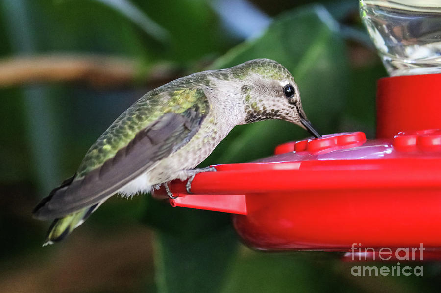 Hummingbird Drinking Nectar Photograph by Suzanne Luft