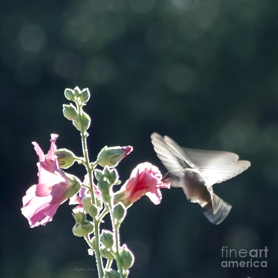Hummingbird Drinking Pink Hollyhock Photography Photograph