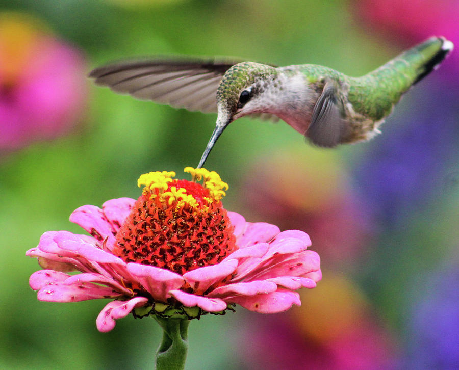 Hummingbird Drinking Photograph by Timothy Dohse - Fine Art America