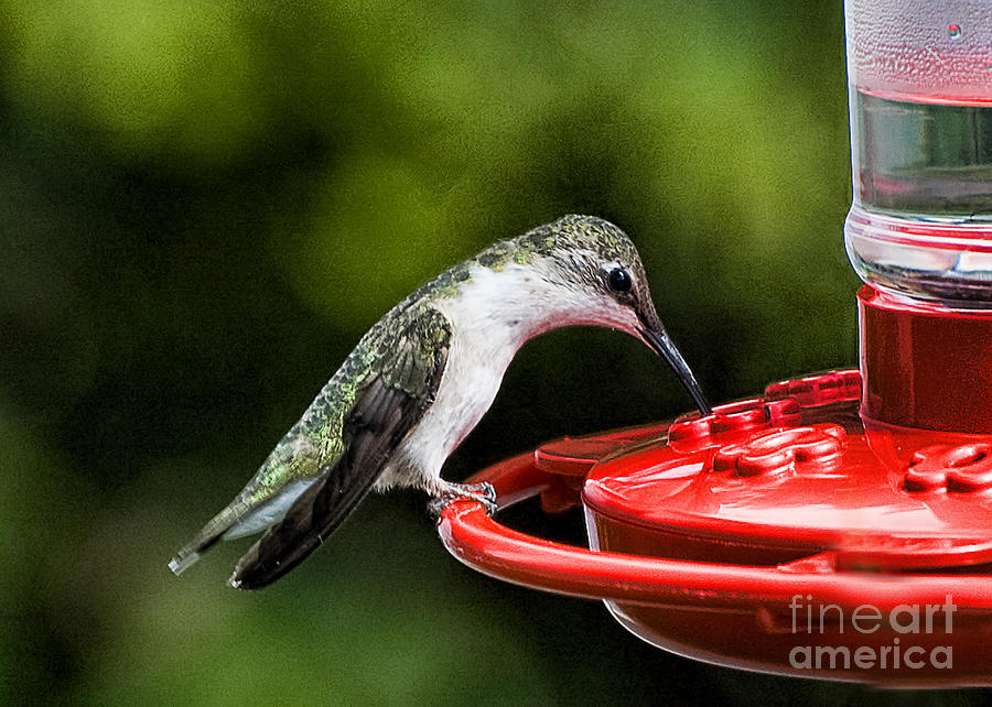 Hummingbird Photograph by Edward Sobuta