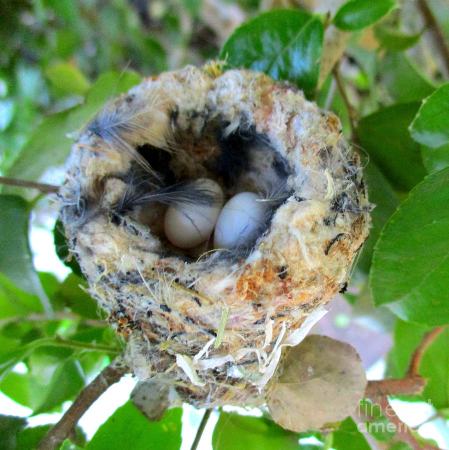 Hummingbird Eggs 1 Photograph by Randall Weidner