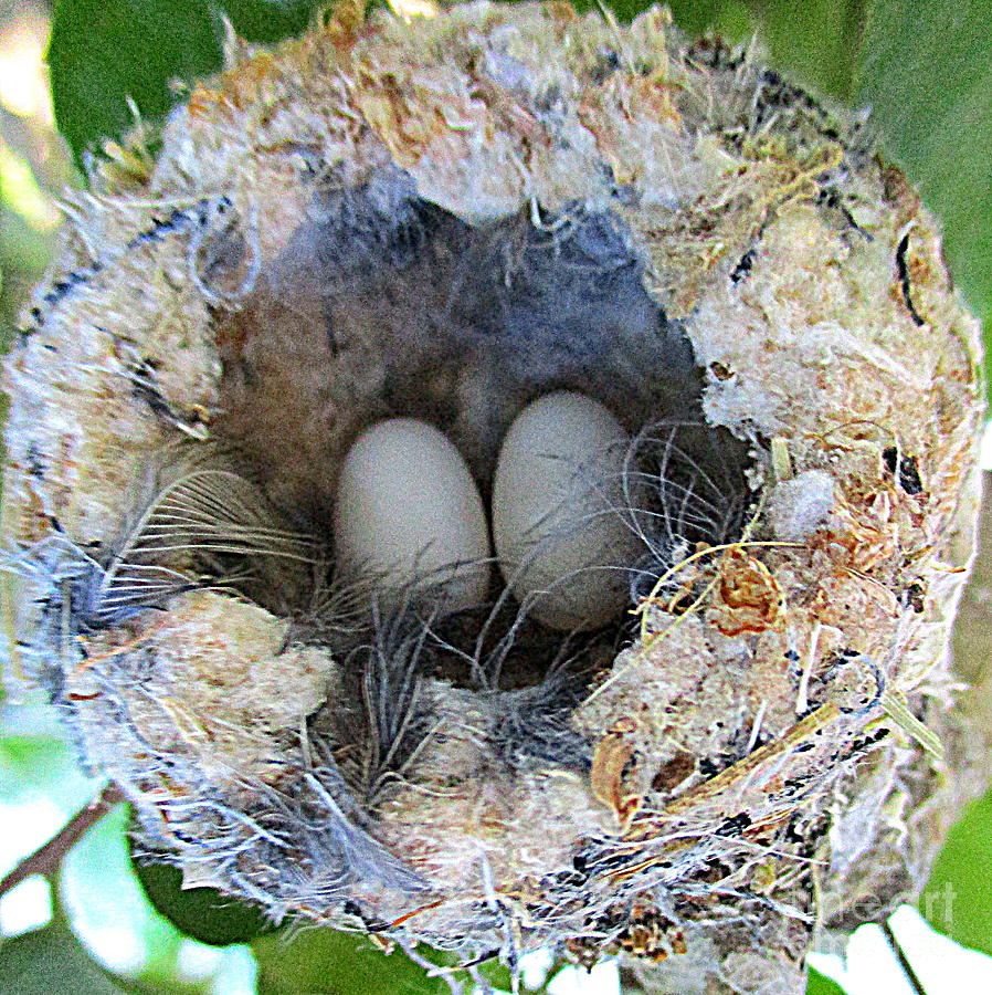 Hummingbird Eggs 2 Photograph by Randall Weidner
