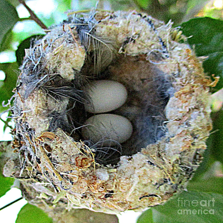 Hummingbird Eggs 3 Photograph by Randall Weidner