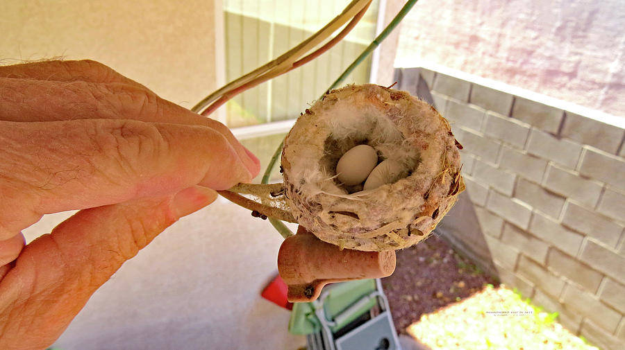 Hummingbird Eggs In Nest Photograph by Carl Deaville