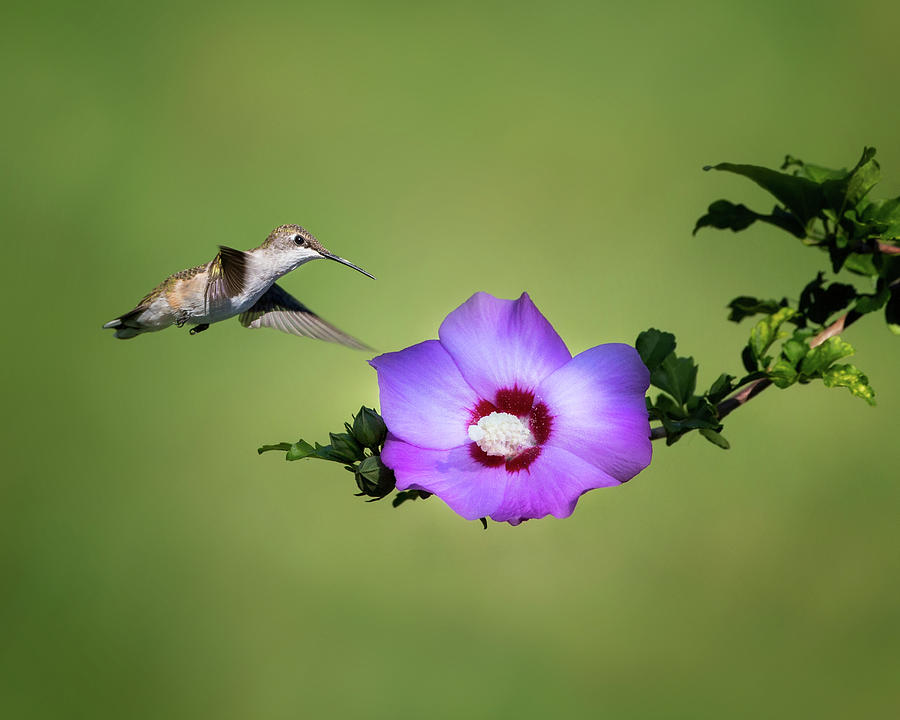 Hummingbird Elegance Photograph by Bill Wakeley