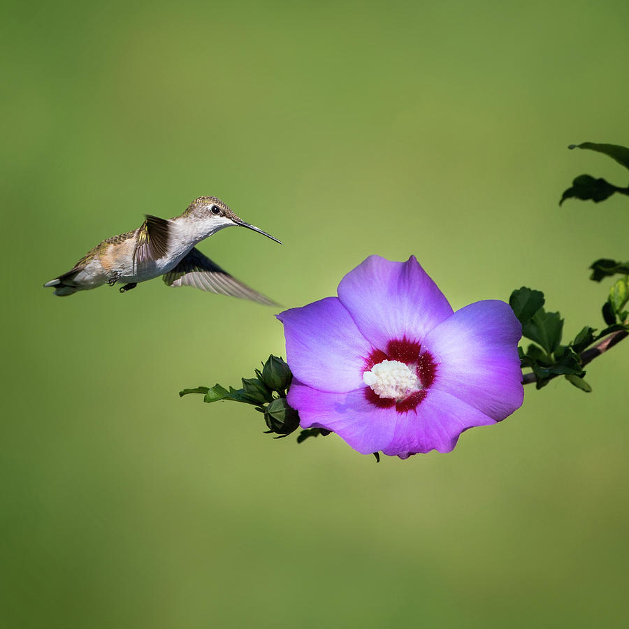 Hummingbird Elegance square Photograph by Bill Wakeley