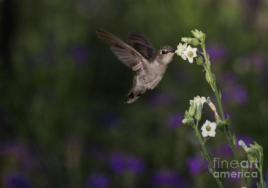 Hummingbird enjoying flowers Photograph by Ruth Jolly