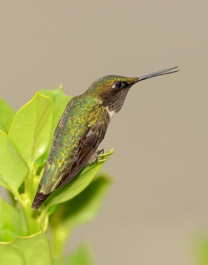 Hummingbird Photograph by Eric Abernethy | Fine Art America