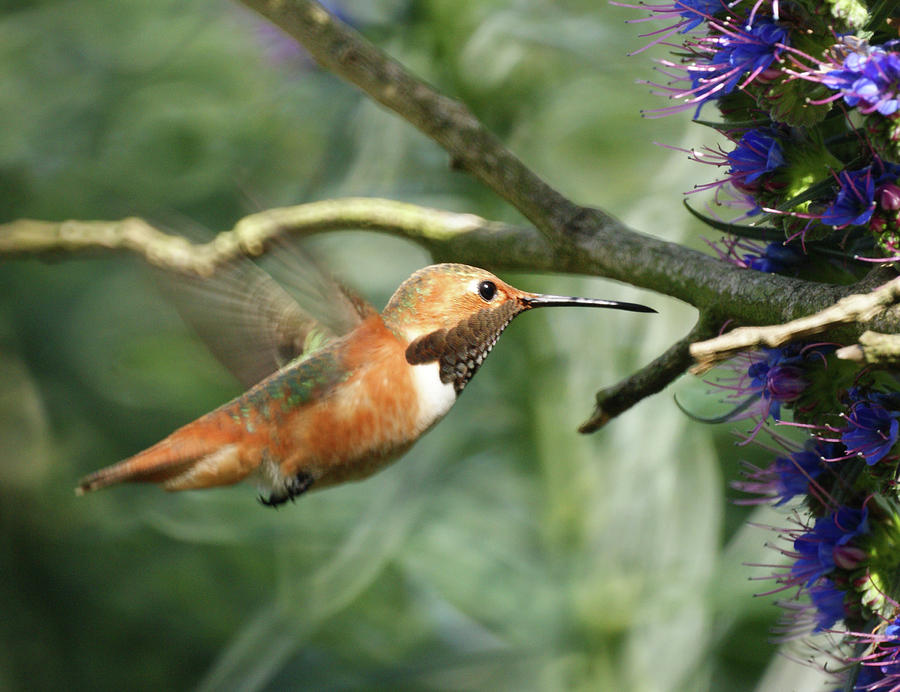 Hummingbird Photograph by Ernest Echols