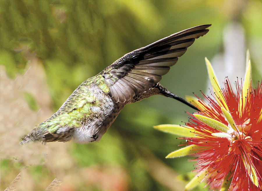 Hummingbird Eye Seen Through Wing Feather Photograph by William Bitman
