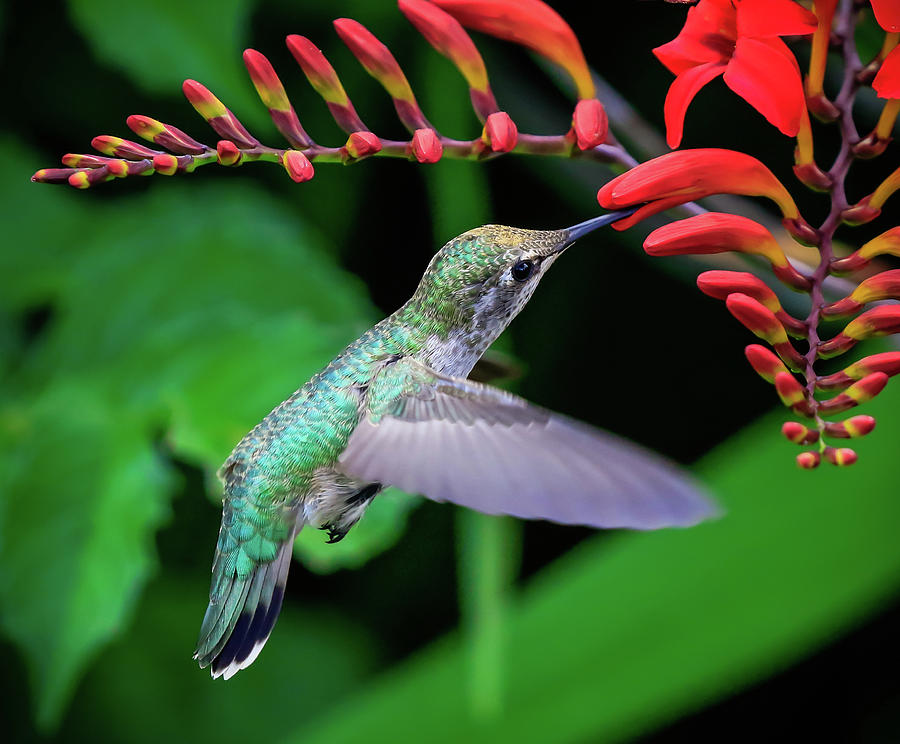 Hummingbird Feeding Photograph by Athena Mckinzie