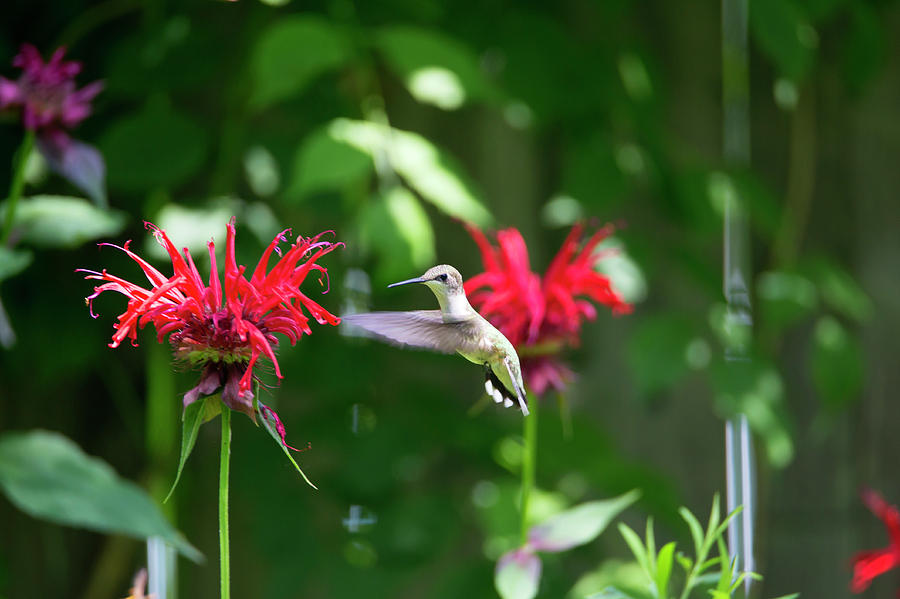 Hummingbird Feeding Photograph by David Stasiak