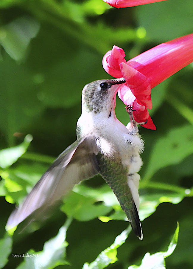 Hummingbird Feeding Photograph by Dick Bourgault