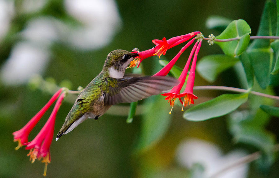 Hummingbird Feeding Photograph by Gary Wightman