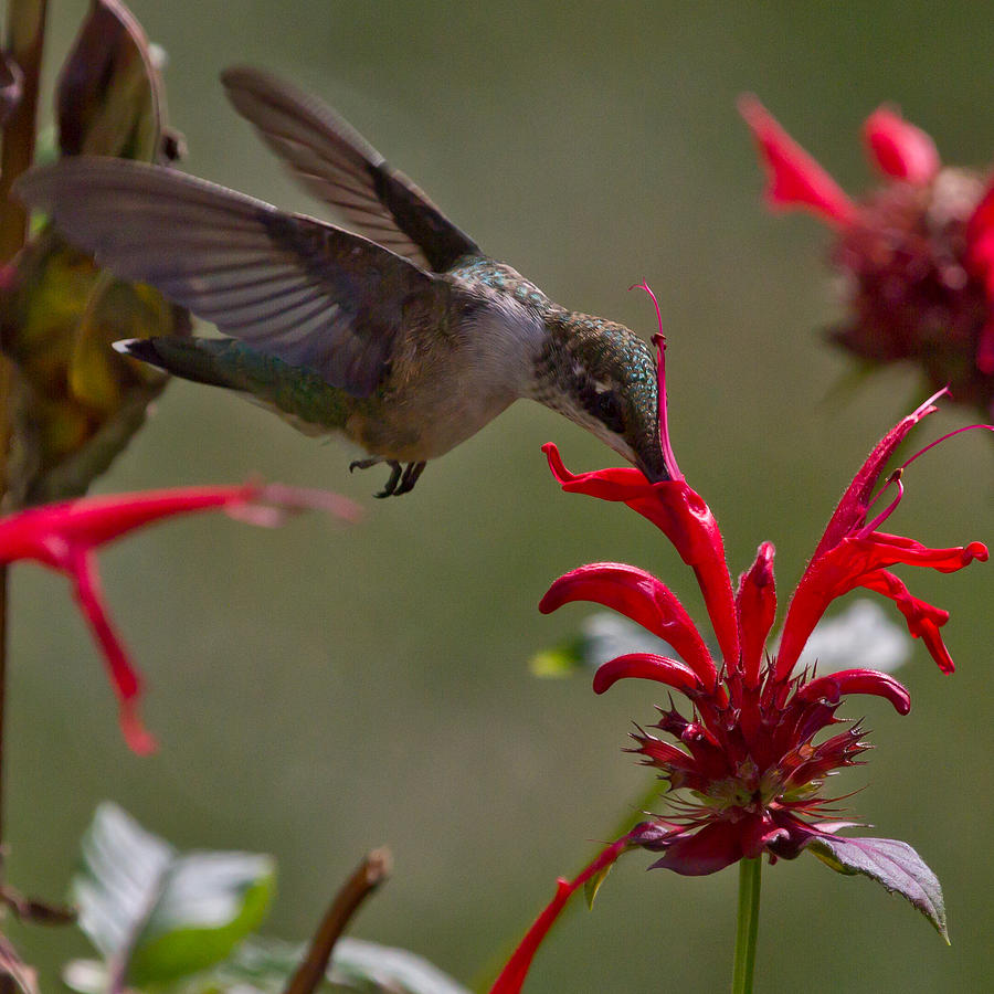 Hummingbird Feeding Photograph by Kristine Patti