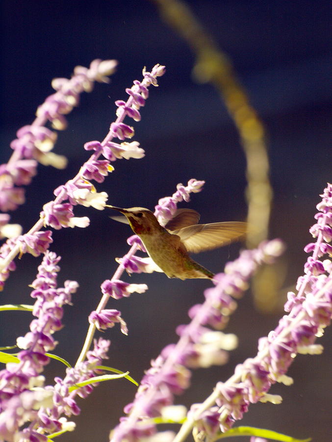 Hummingbird Feeding Photograph by Richard Thomas