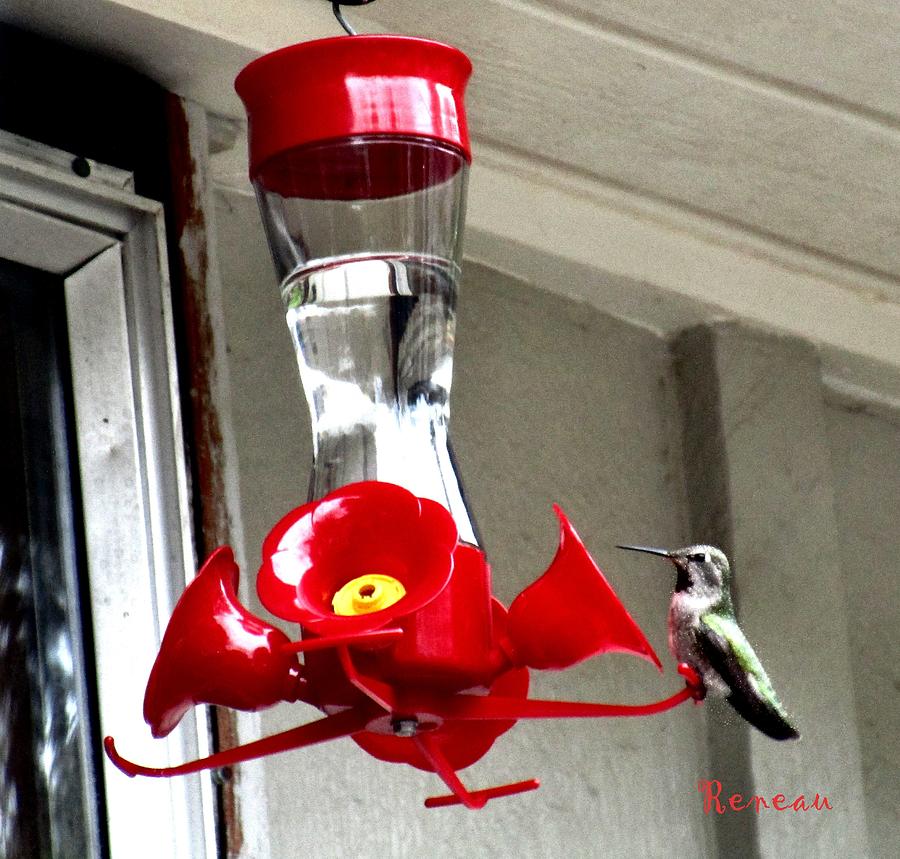 Hummingbird Feeding Photograph by A L Sadie Reneau