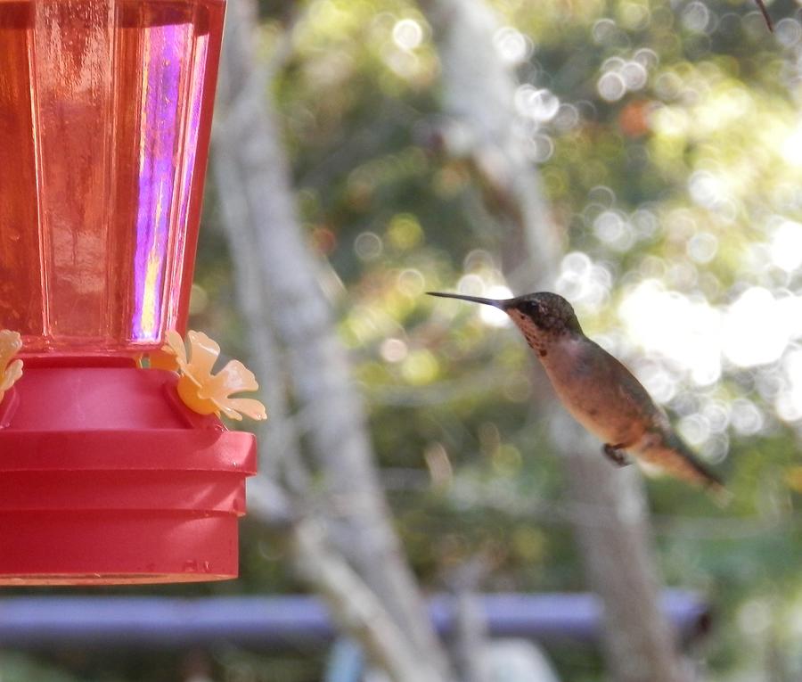 Hummingbird Feeding Time Photograph by Belinda Lee