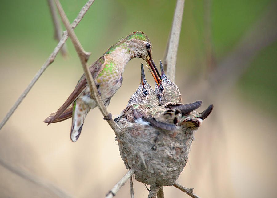 Hummingbird Feeding Time Photograph