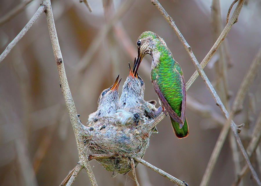 Hummingbird Feeding Time II Photograph by Brian Knott Photography