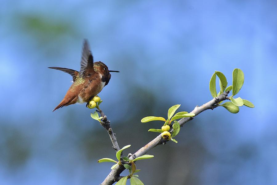 Hummingbird Feeling Frisky 1 Photograph by Linda Brody