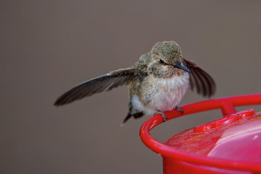 Hummingbird first flight Photograph by Dan McManus