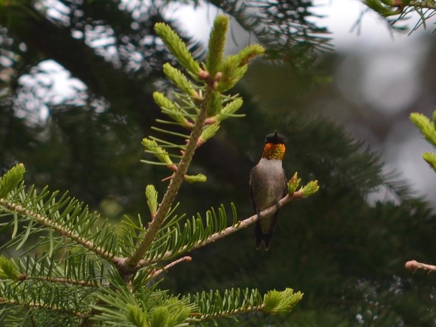 Hummingbird Flashing Photograph by Hella Buchheim