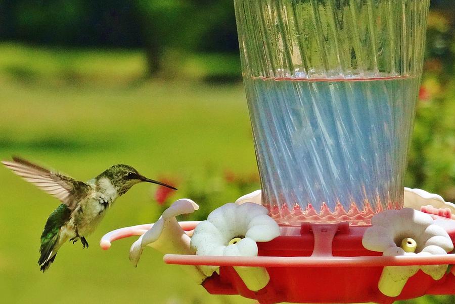 Hummingbird Flight Photograph by Doris Aguirre