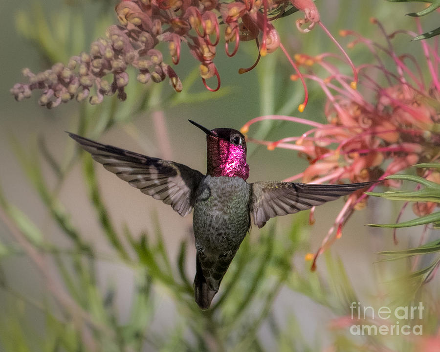 Hummingbird Photograph - Hummingbird Flight by Lisa Manifold