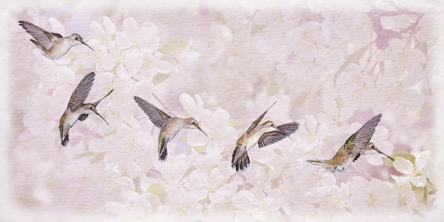 Hummingbird Flight Sequence I Photograph by Leda Robertson