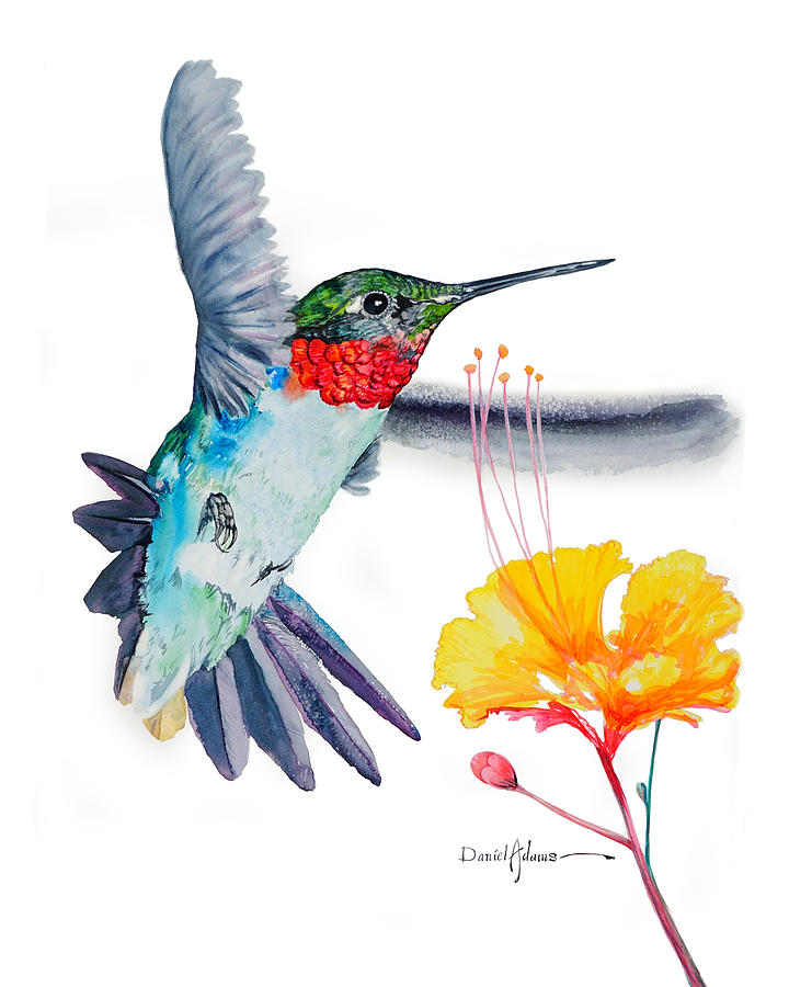  Hummingbird Flittering Daniel Adams Painting by Daniel Adams