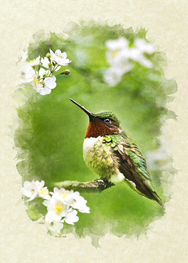 Hummingbird Flora and Fauna Blank Note Card Mixed Media by Christina Rollo
