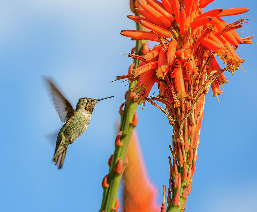 Hummingbird Flowers Photograph by Jerry Cahill