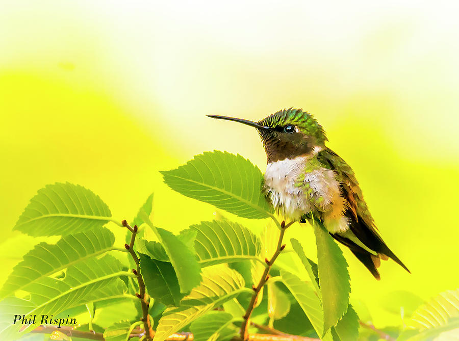 Bird Photograph - Hummingbird Fluffing Up His Feathers by Phil And Karen Rispin