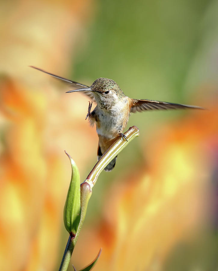 Hummingbird Flutter Photograph by Athena Mckinzie