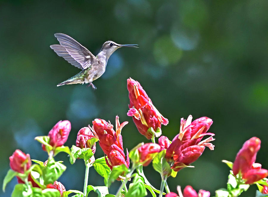 Hummingbird Flyby Red Flowers Photograph by William Jobes