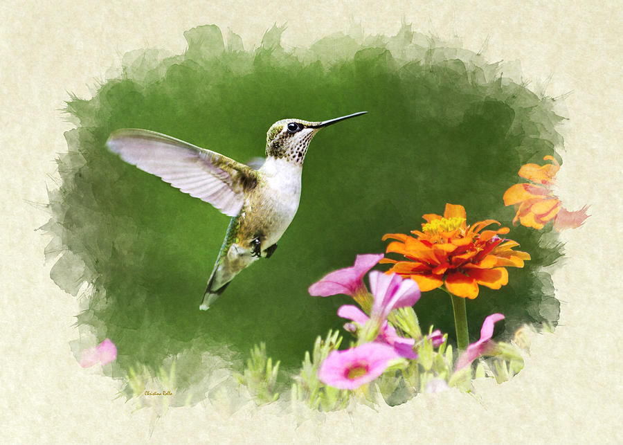 Hummingbird Note Card Mixed Media by Christina Rollo