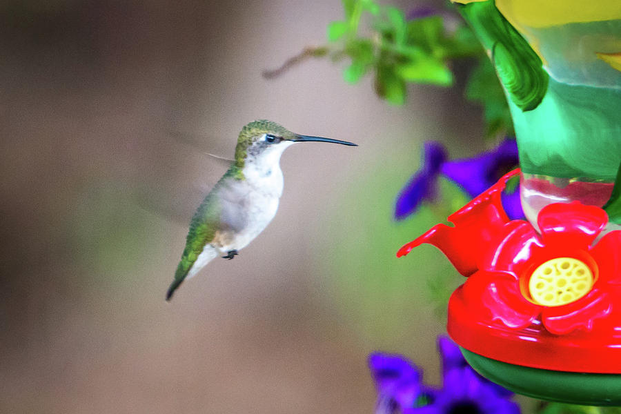 Hummingbird Found In Wild Nature On Sunny Day Photograph by Alex Grichenko