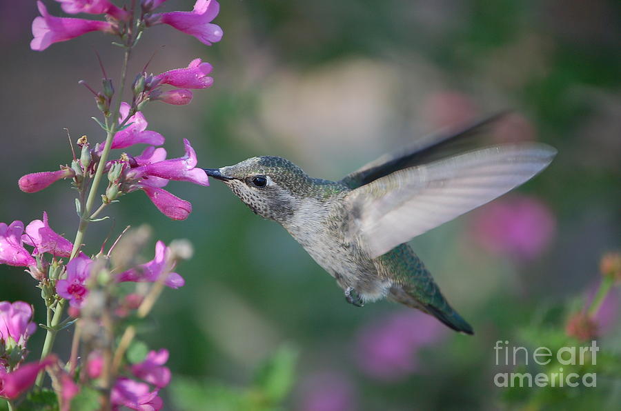 Hummingbird by Frank Stallone Hummingbird by Frank Stallone
