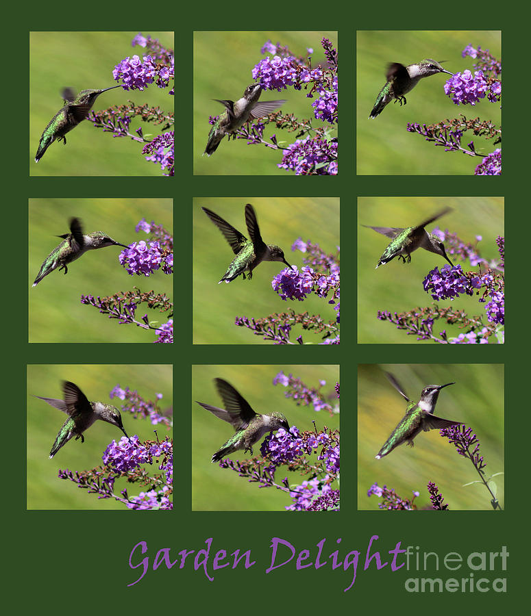 Hummingbird Garden Delight Green Photograph by Karen Adams