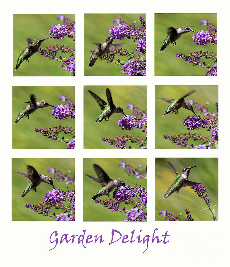 Hummingbird Garden Delight Photograph by Karen Adams