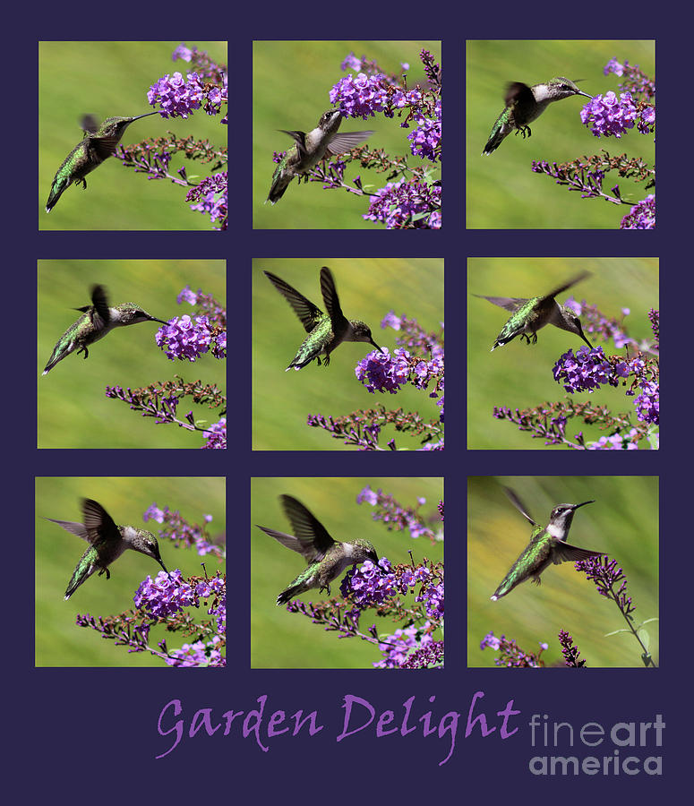 Hummingbird Garden Delight Purple Photograph by Karen Adams