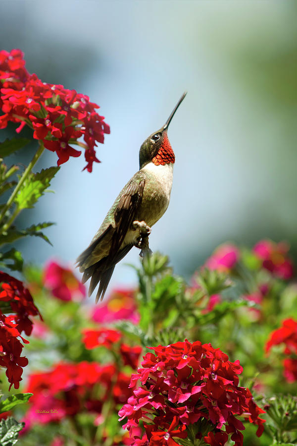 Hummingbird Garden Guardian Photograph by Christina Rollo