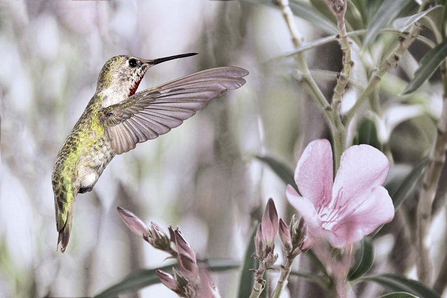 Hummingbird Garden I Photograph by Leda Robertson