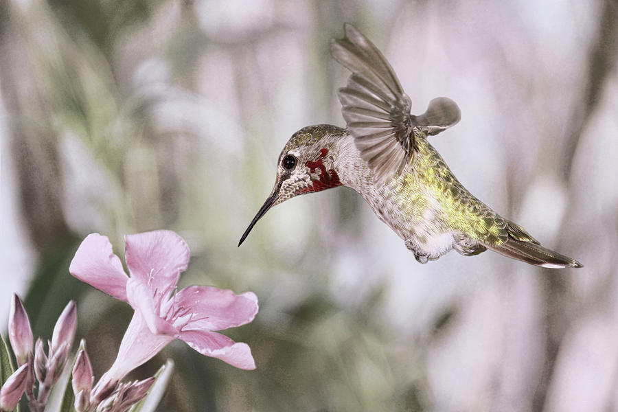 Hummingbird Garden II Photograph by Leda Robertson